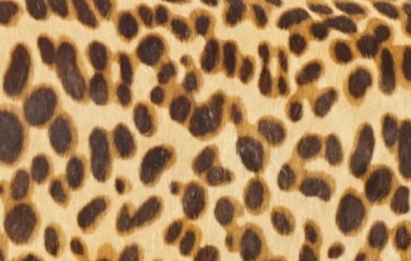 LEOPARD